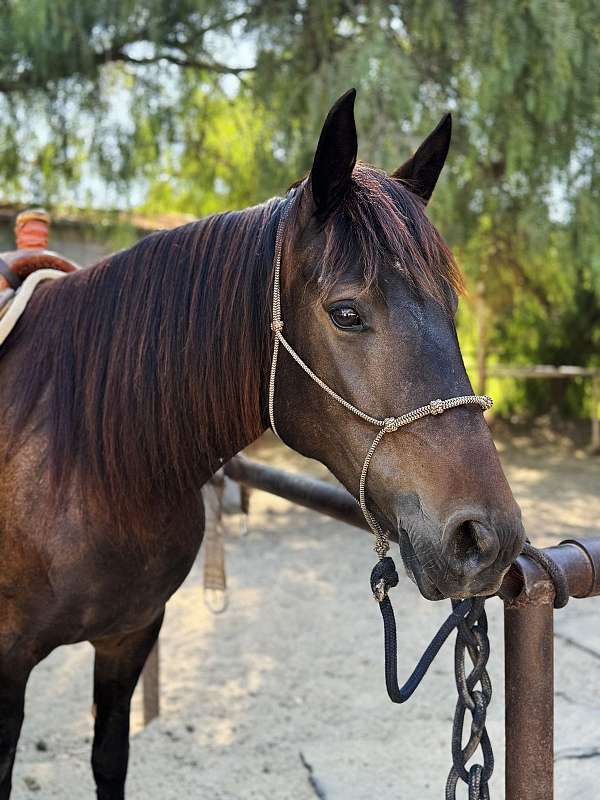 western-dressage-mustang-horse