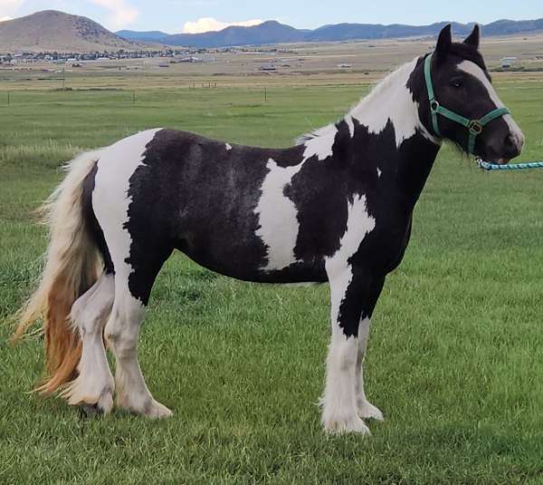 roan-gypsy-vanner-stallion