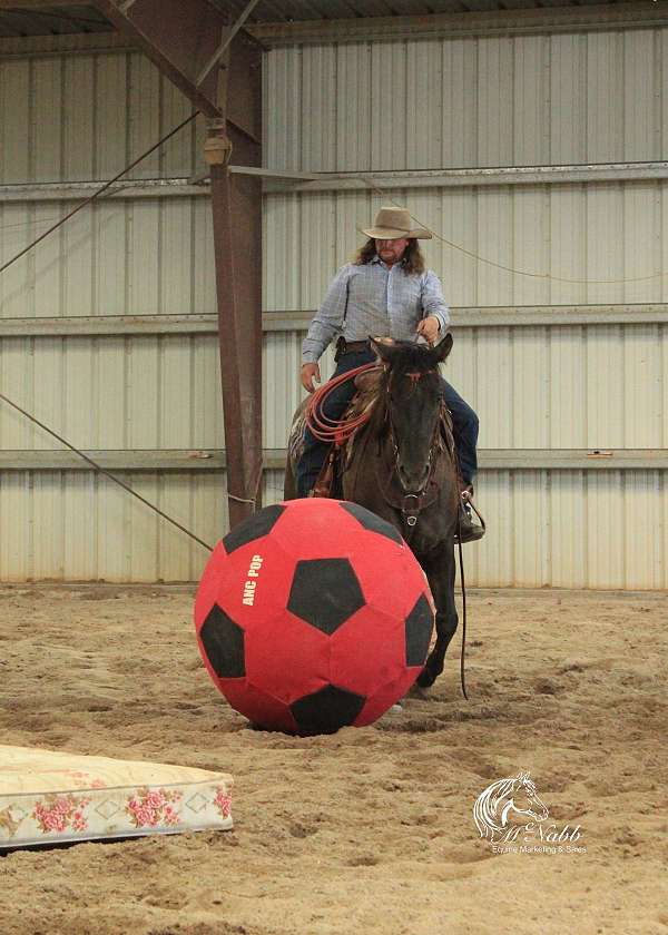 husband-safe-quarter-horse