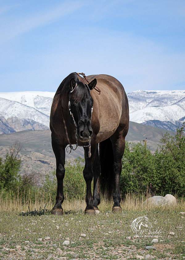 performance-quarter-horse