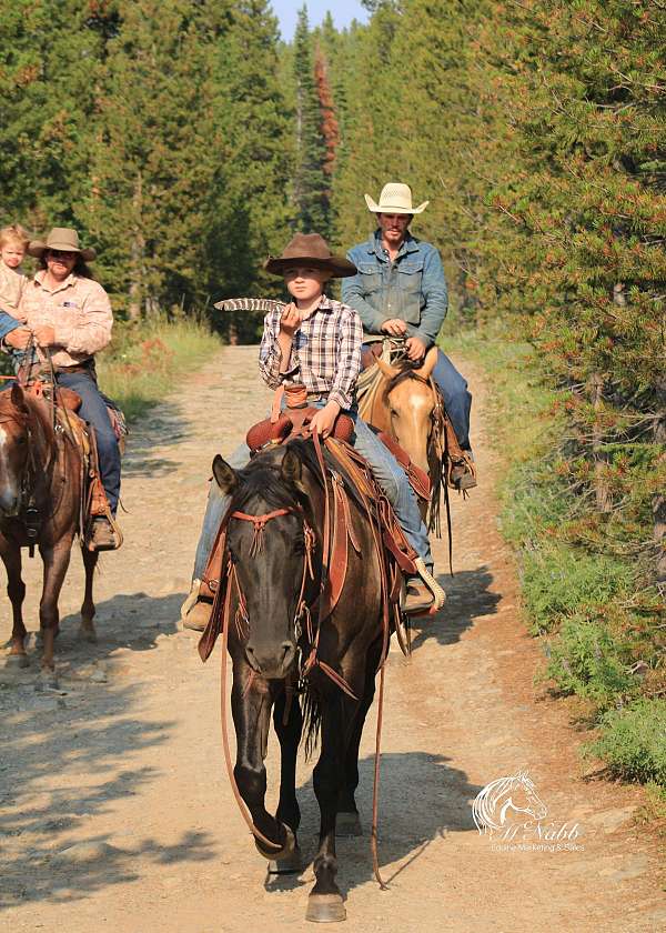 trail-riding-quarter-horse