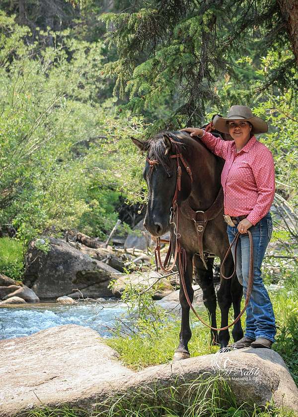 working-cattle-quarter-horse