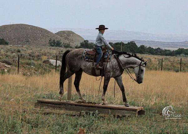 calf-roping-quarter-horse