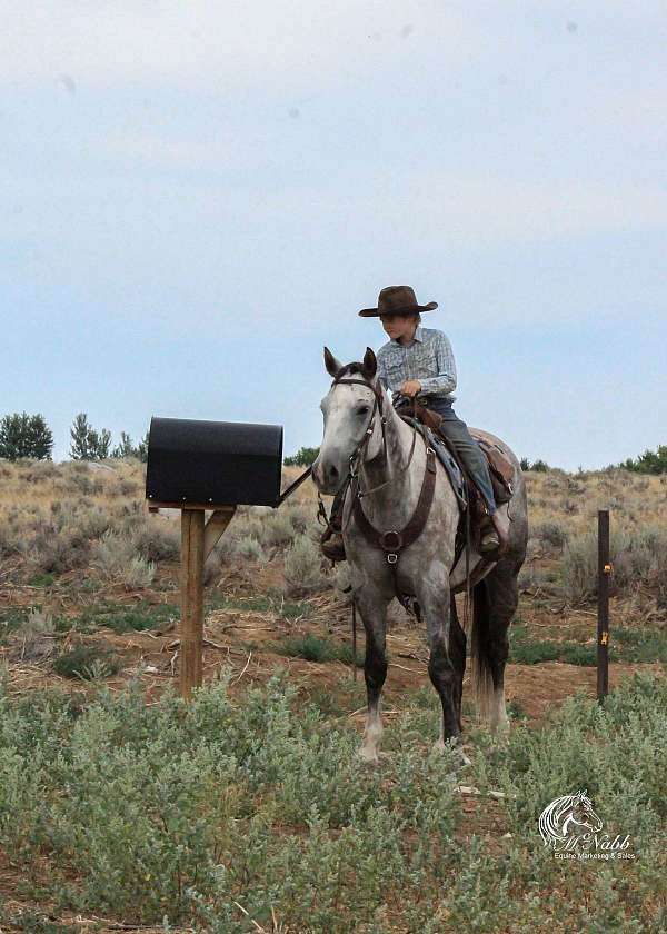 cowboy-mounted-shooting-quarter-horse