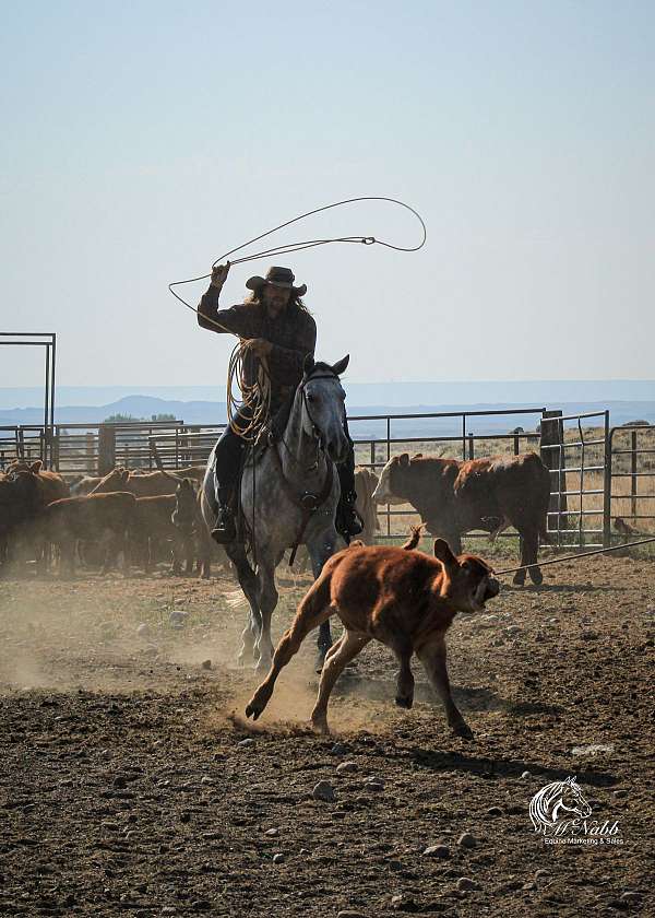 flashy-quarter-horse