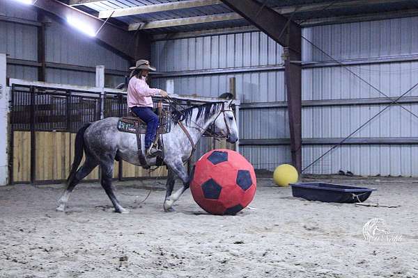 parade-quarter-horse