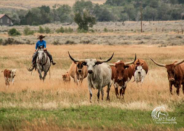 roping-quarter-horse