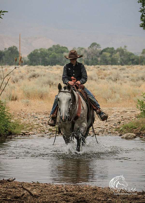 show-quarter-horse