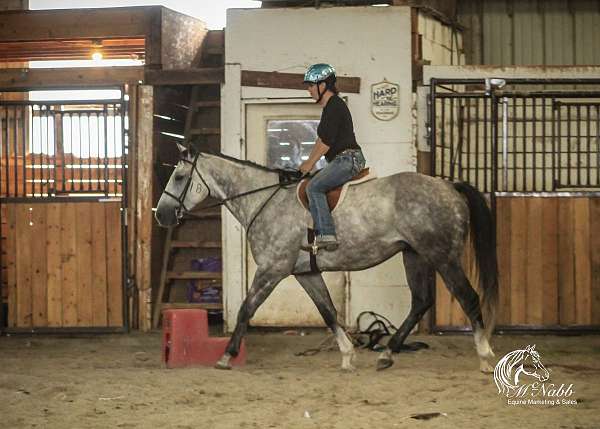 trail-riding-quarter-horse