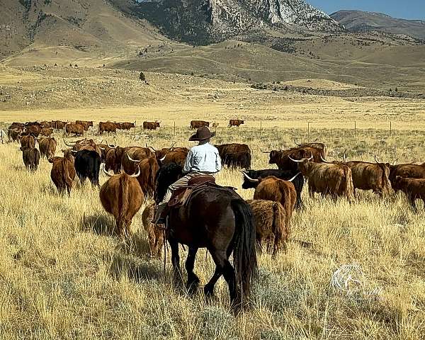 cowboy-mounted-shooting-gypsy-vanner-horse