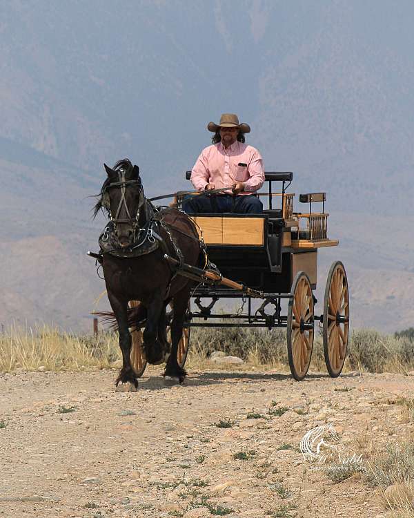 athletic-gypsy-vanner-horse