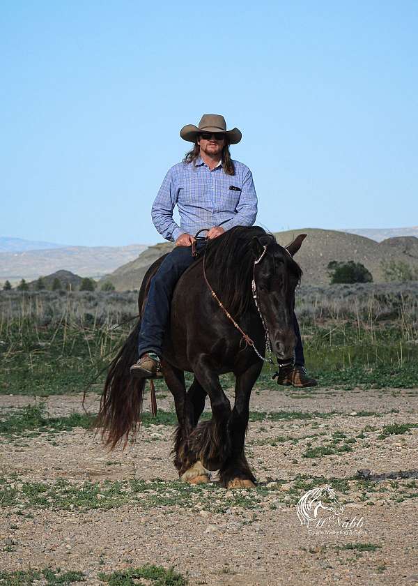 cross-gypsy-vanner-horse