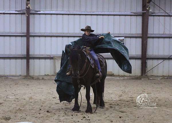 flashy-gypsy-vanner-horse