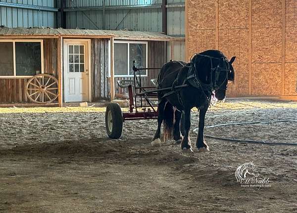 parade-gypsy-vanner-horse