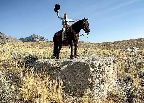 performance-gypsy-vanner-horse