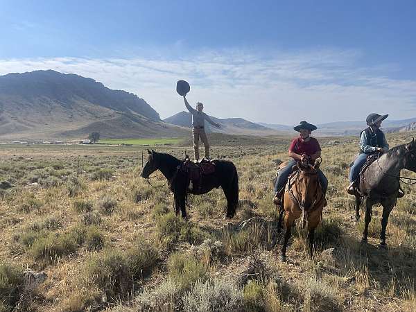 ranch-work-gypsy-vanner-horse