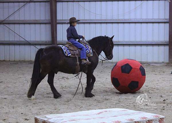 show-gypsy-vanner-horse