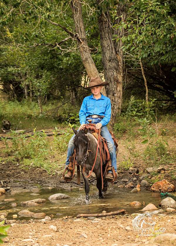 ranch-work-pony