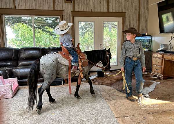 trail-pony