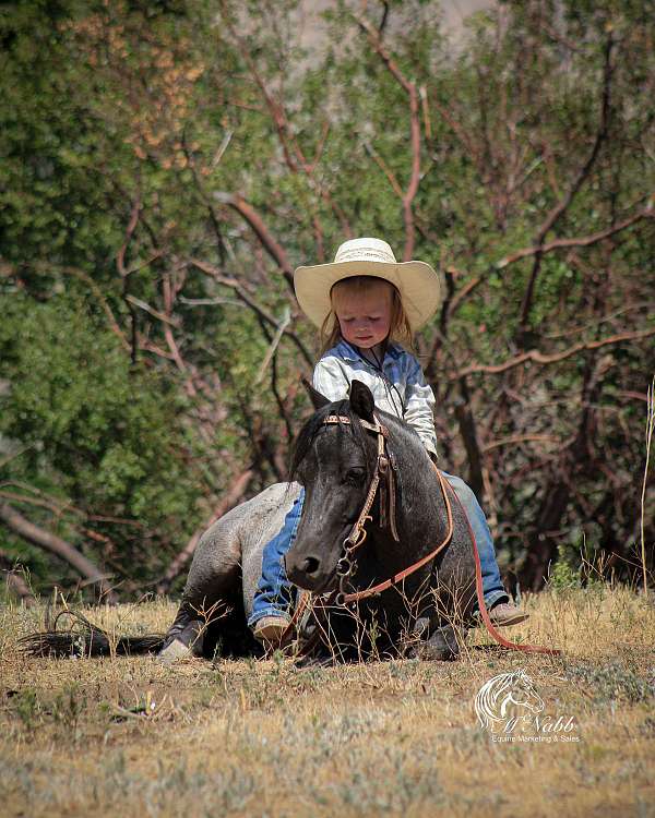 blue-roan-pony-gelding