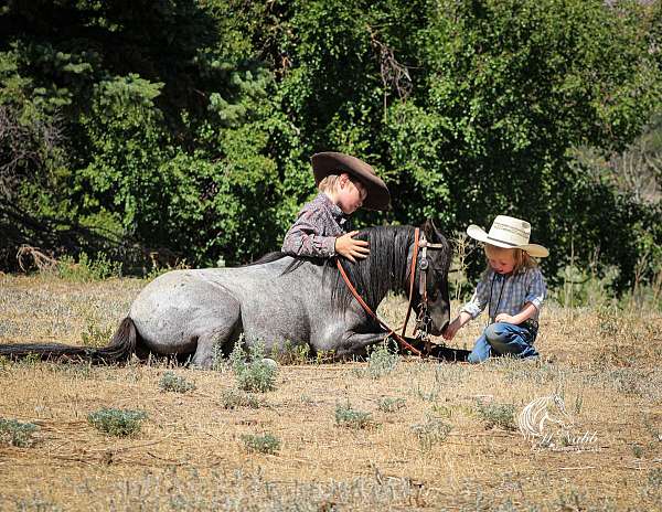 blue-roan-all-around-pony