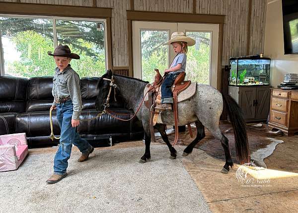 trail-riding-pony