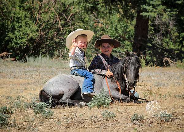 blue-roan-athletic-pony