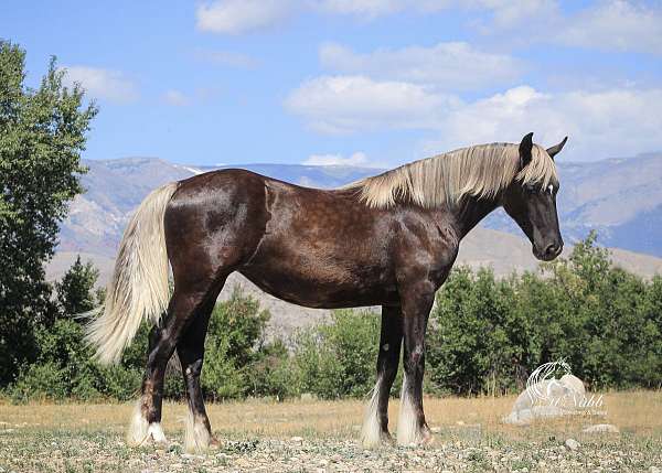 cross-gypsy-vanner-horse