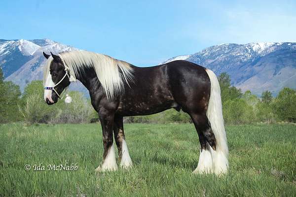 athletic-gypsy-vanner-horse