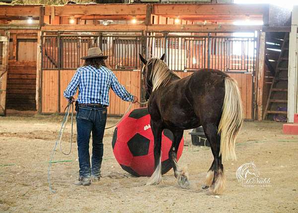 flashy-gypsy-vanner-horse