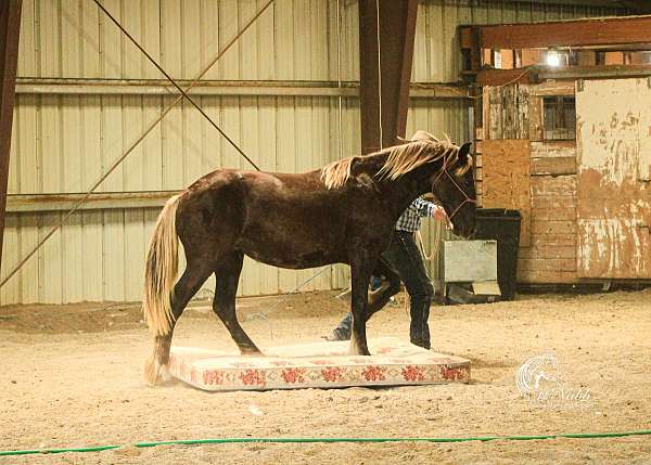 halter-gypsy-vanner-horse