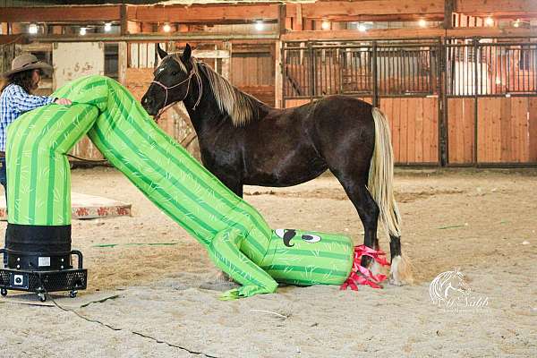 parade-gypsy-vanner-horse