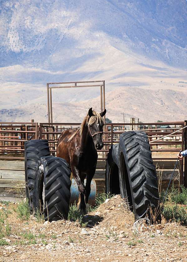 performance-gypsy-vanner-horse