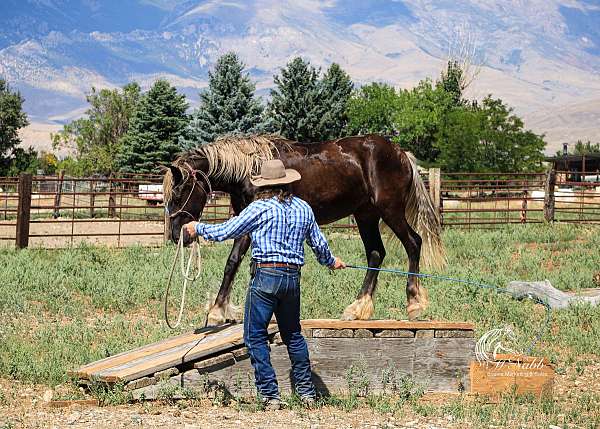 show-gypsy-vanner-horse