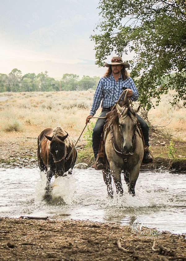 sporthorse-gypsy-vanner-horse