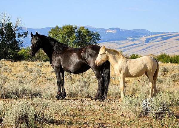 trail-riding-gypsy-vanner-horse