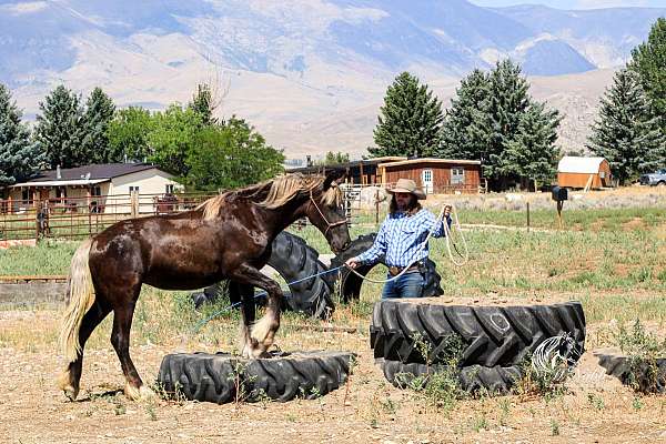 black-all-around-horse