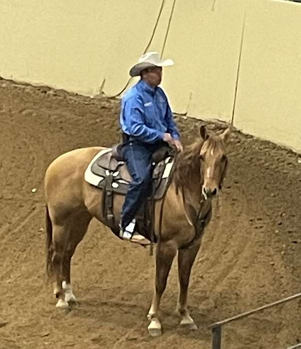 cowboy-mounted-shooting-quarter-horse