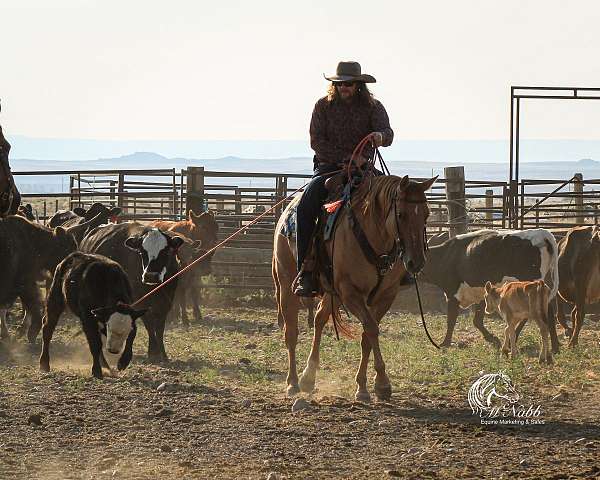 calf-roping-quarter-horse