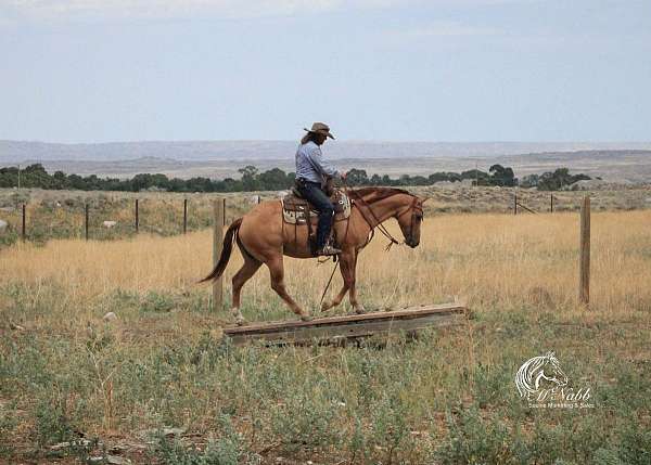 husband-safe-quarter-horse