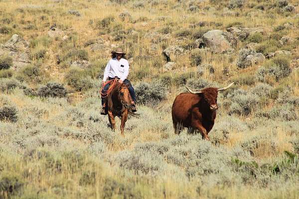 ridden-english-quarter-horse