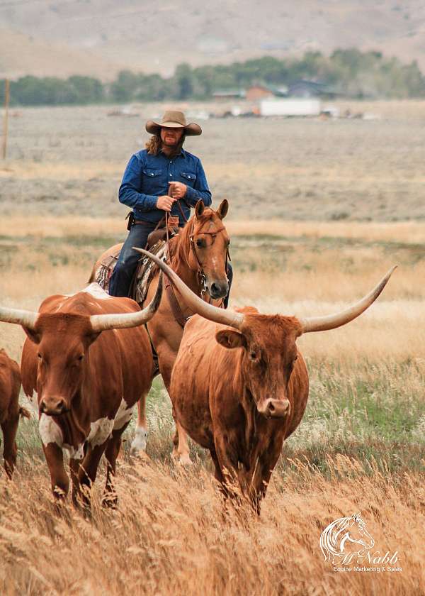 roping-quarter-horse