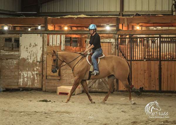 team-penning-quarter-horse