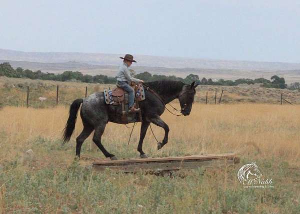 calf-roping-quarter-horse