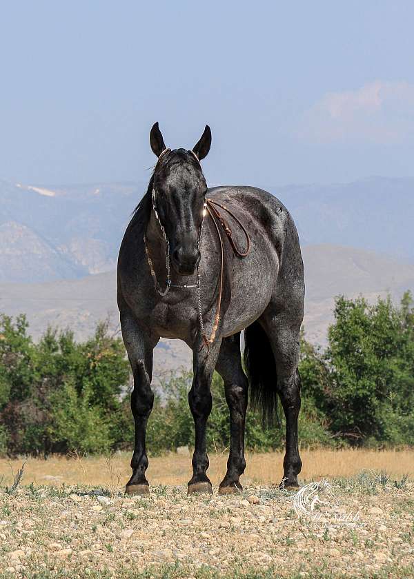 husband-safe-quarter-horse