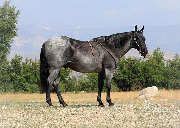 cowboy-mounted-shooting-quarter-horse