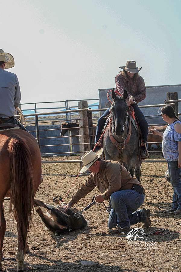 rodeo-quarter-horse