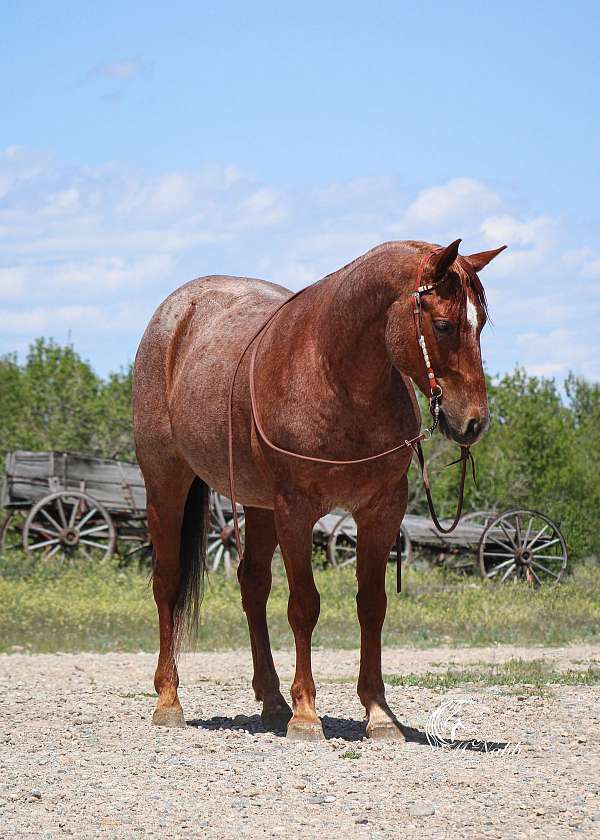 all-around-quarter-pony