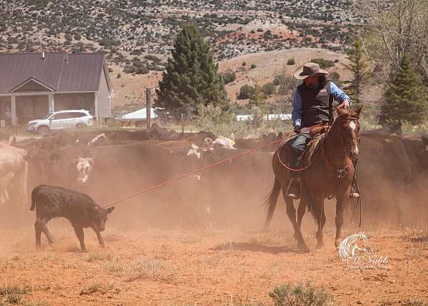 ranch-work-quarter-pony