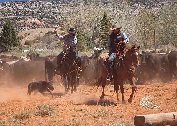 roping-quarter-pony